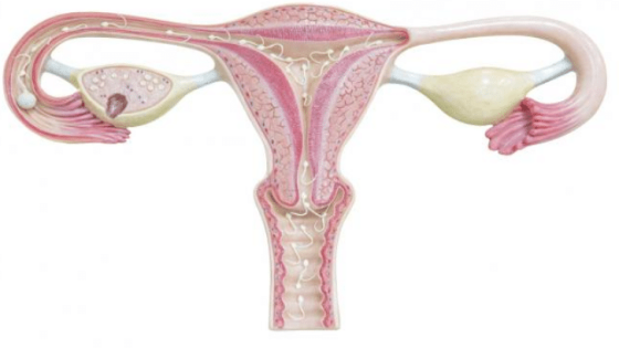 تأثير الرحم المقلوب علي تأخر الحمل