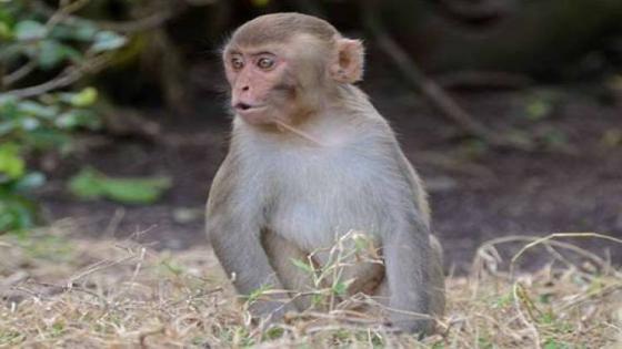 عودة القرد الهارب إلى حديقة حيوان الإسكندرية